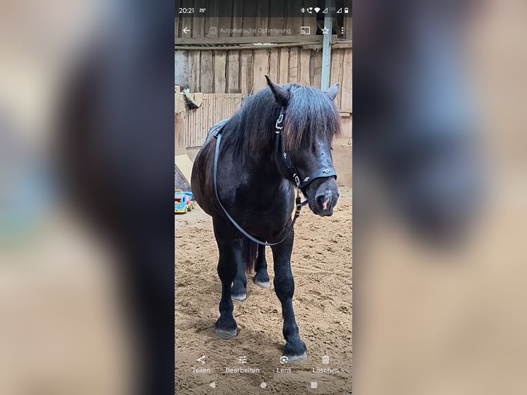 Noriker Ruin 5 Jaar 162 cm Zwart in Peenehagen