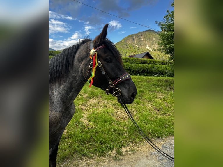 Noriker Ruin 5 Jaar 163 cm Blauwschimmel in N&#xF6;tsch