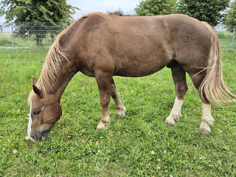 Noriker Ruin 5 Jaar 163 cm Vos in Lichtenau