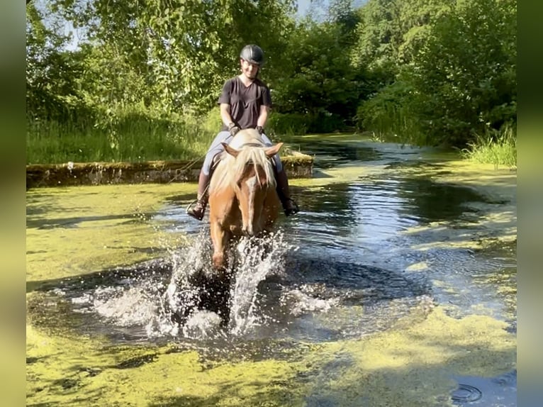 Noriker Ruin 5 Jaar 163 cm Vos in Pelmberg