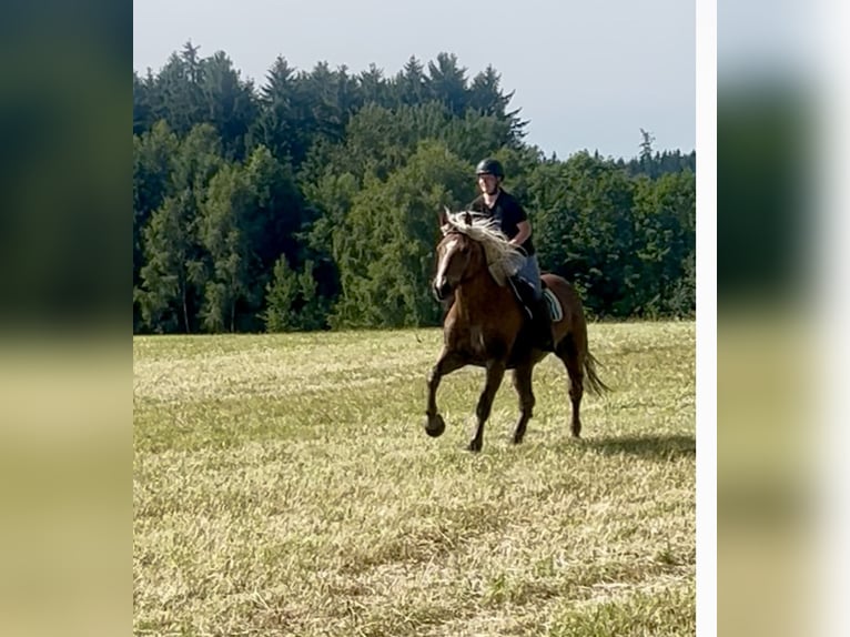 Noriker Ruin 5 Jaar 163 cm Vos in Pelmberg