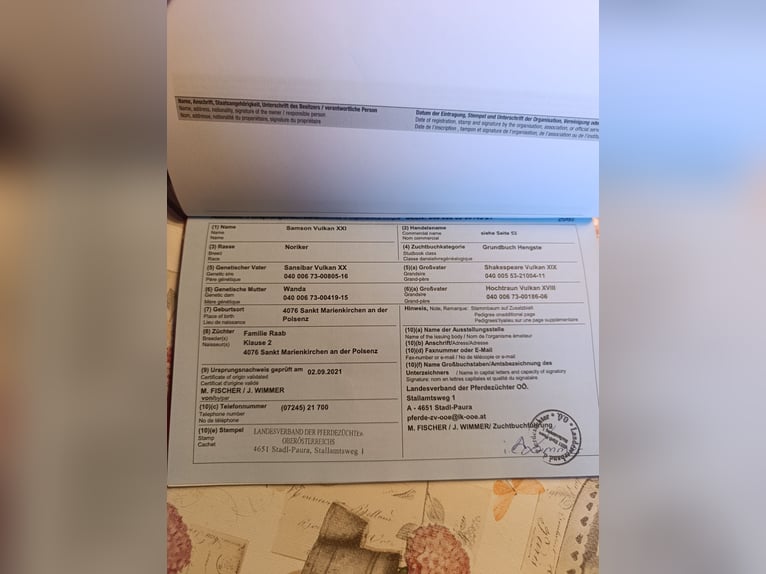 Noriker Ruin 5 Jaar 170 cm Gevlekt-paard in Vreden