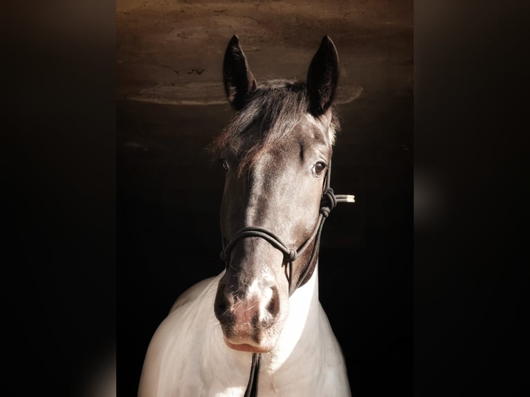 Noriker Ruin 5 Jaar 170 cm Gevlekt-paard in Vreden