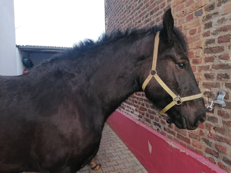 Noriker Ruin 5 Jaar 170 cm Zwart in Titz