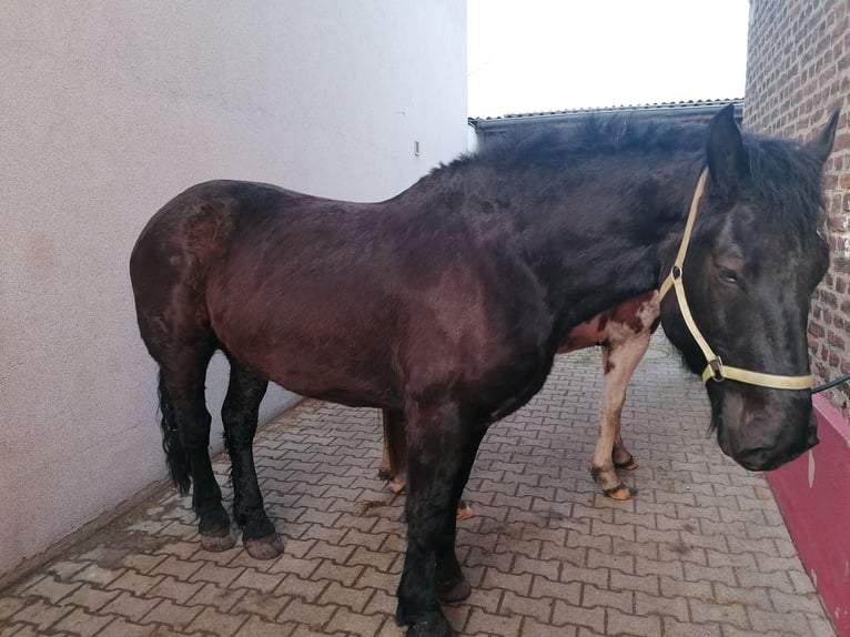 Noriker Ruin 5 Jaar 170 cm Zwart in Titz