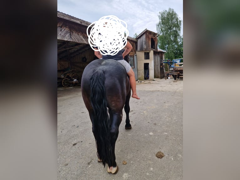Noriker Ruin 5 Jaar 172 cm Zwart in Obertilliach
