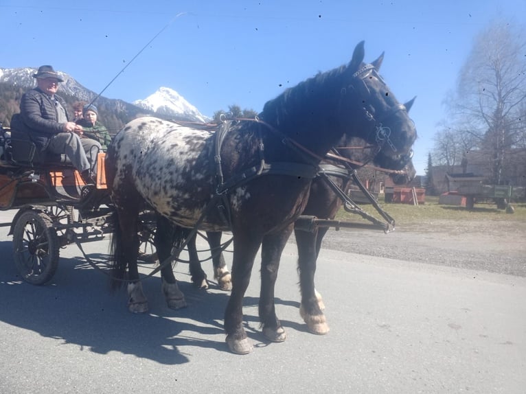 Noriker Ruin 5 Jaar Appaloosa in St. Daniel