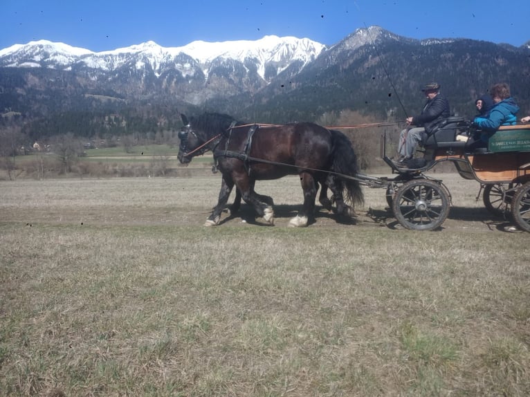 Noriker Ruin 5 Jaar Appaloosa in St. Daniel