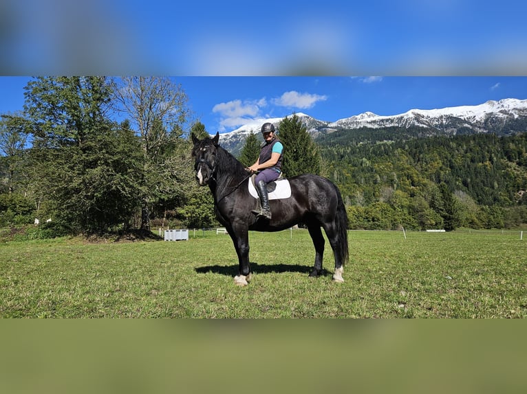 Noriker Ruin 5 Jaar Appaloosa in St. Daniel