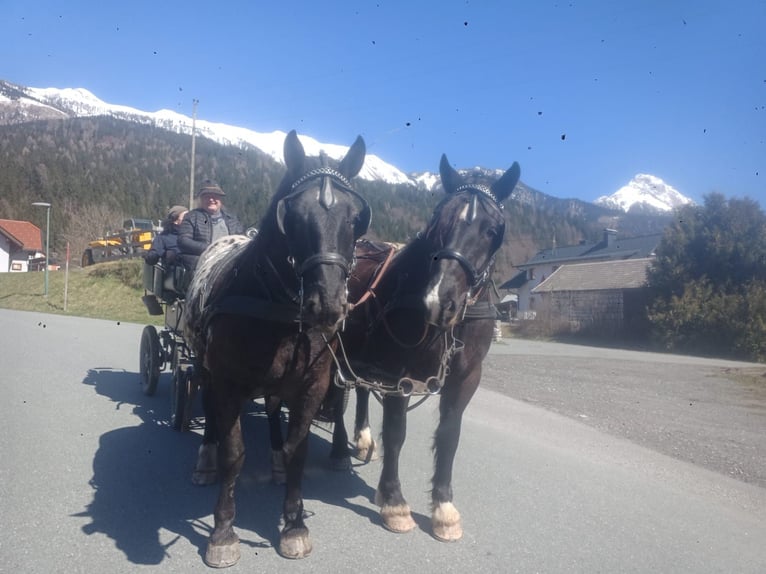 Noriker Ruin 5 Jaar Appaloosa in St. Daniel