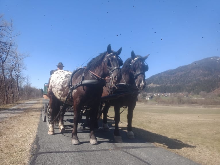 Noriker Ruin 5 Jaar Appaloosa in St. Daniel
