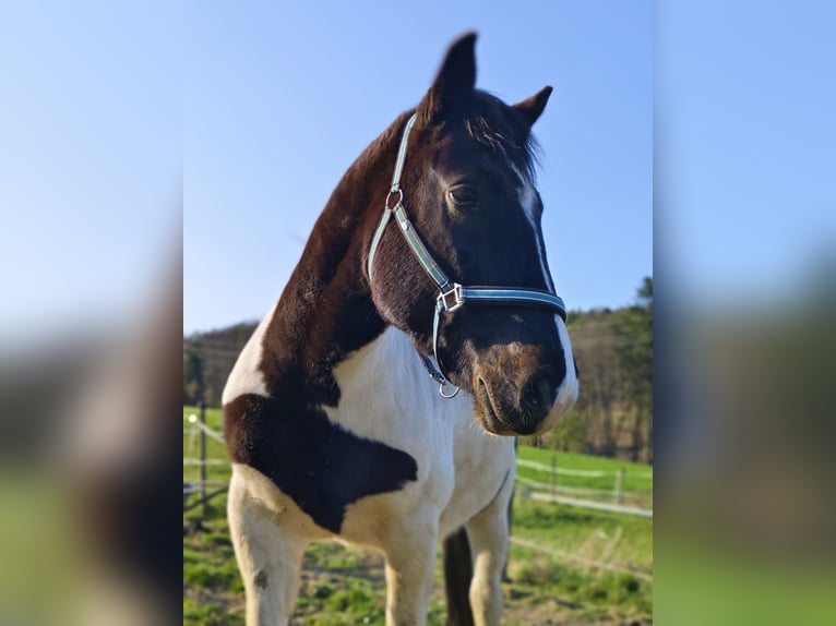 Noriker Mix Ruin 6 Jaar 155 cm Gevlekt-paard in Markt Hartmannsdorf