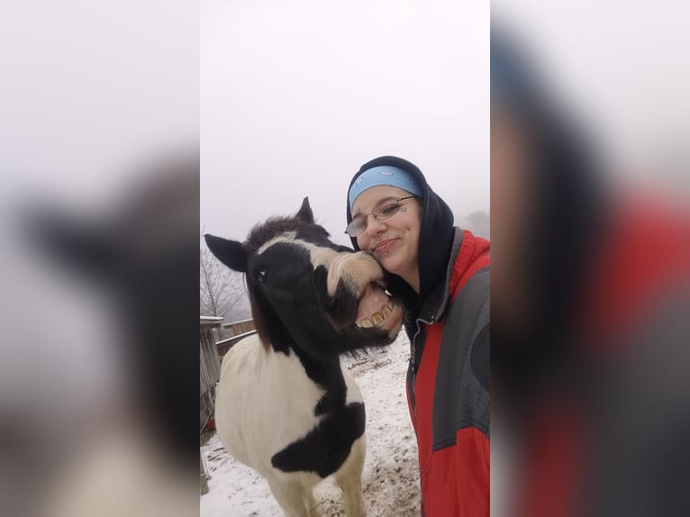 Noriker Mix Ruin 6 Jaar 155 cm Gevlekt-paard in Markt Hartmannsdorf