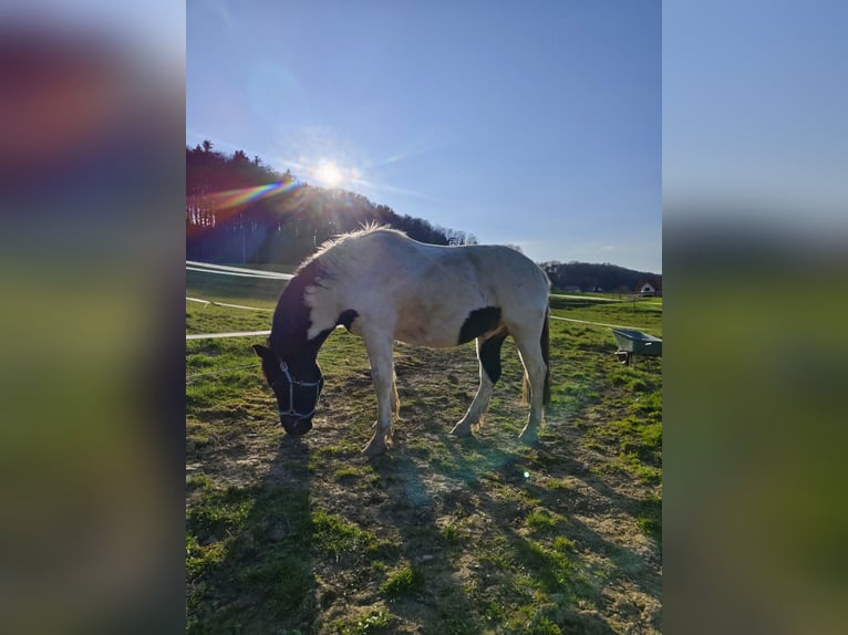 Noriker Mix Ruin 6 Jaar 155 cm Gevlekt-paard in Markt Hartmannsdorf