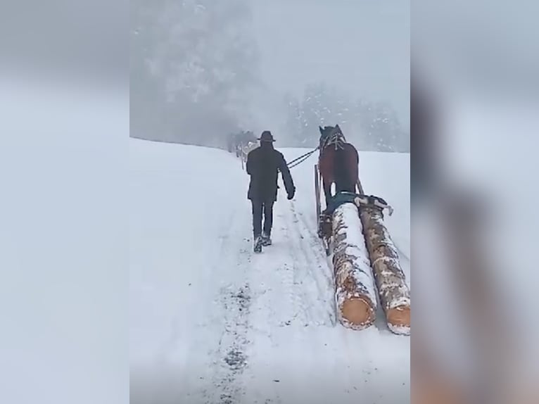 Noriker Ruin 6 Jaar 160 cm Bruin in Pelmberg