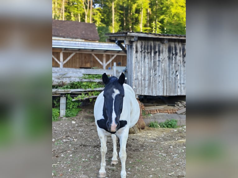 Noriker Mix Ruin 6 Jaar 160 cm Gevlekt-paard in Eichberg bei Hartmannsdorf