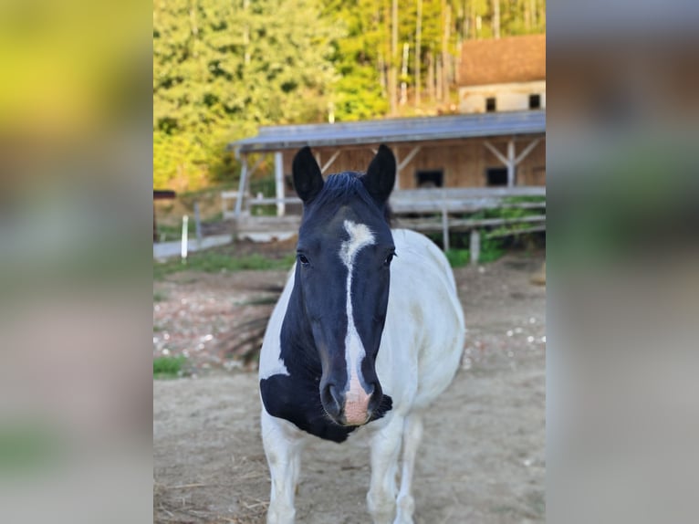 Noriker Mix Ruin 6 Jaar 160 cm Gevlekt-paard in Eichberg bei Hartmannsdorf