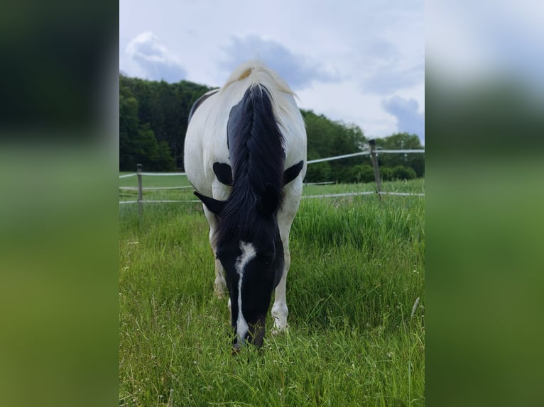 Noriker Mix Ruin 6 Jaar 160 cm Gevlekt-paard in Eichberg bei Hartmannsdorf