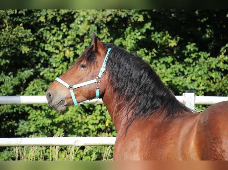Noriker Ruin 6 Jaar 162 cm  in Gangkofen