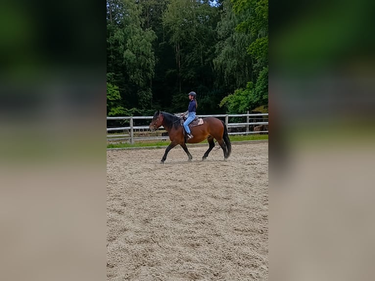 Noriker Ruin 6 Jaar 162 cm  in Gangkofen