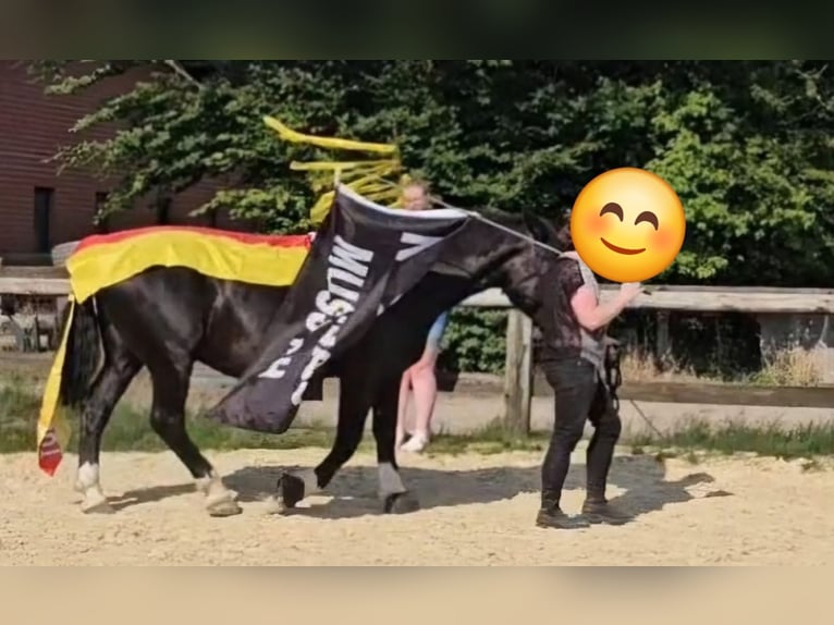 Noriker Ruin 6 Jaar 163 cm Zwart in Gelsenkirchen