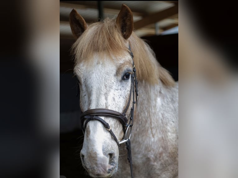 Noriker Ruin 6 Jaar 165 cm Roan-Red in Herrenberg