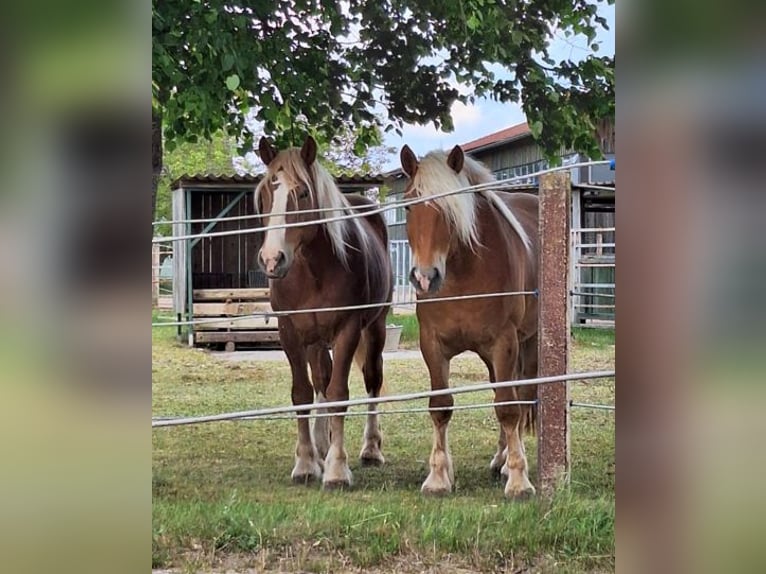 Noriker Ruin 6 Jaar 165 cm Vos in Kammerstein
