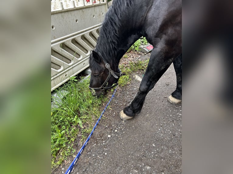 Noriker Ruin 6 Jaar 167 cm Zwart in Viechtach