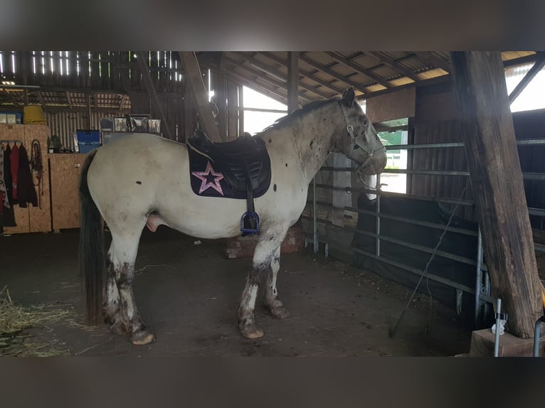 Noriker Ruin 6 Jaar 168 cm Appaloosa in Lintig