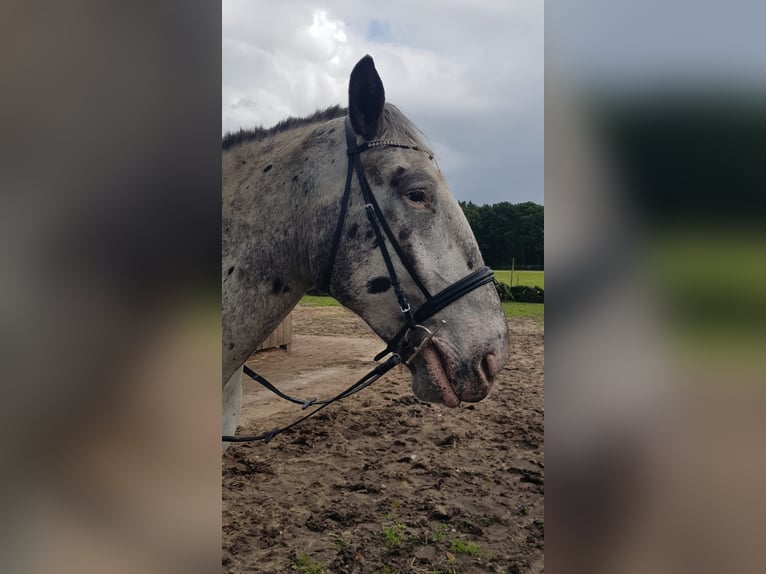 Noriker Ruin 6 Jaar 168 cm Appaloosa in Lintig
