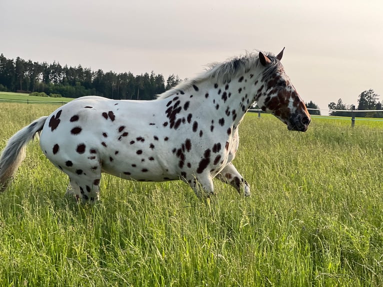 Noriker Ruin 6 Jaar 168 cm Appaloosa in Waldkirchen an der Thaya