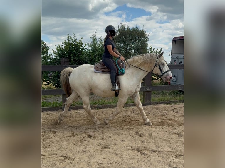 Noriker Ruin 6 Jaar 171 cm Schimmel in Daleiden