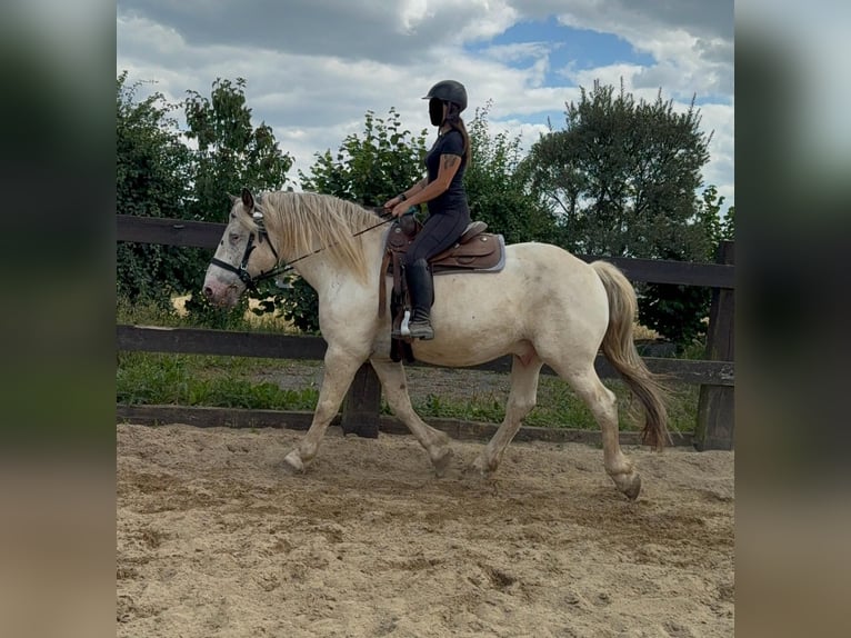 Noriker Ruin 6 Jaar 171 cm Schimmel in Daleiden