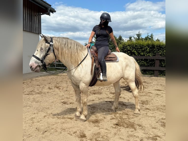 Noriker Ruin 6 Jaar 171 cm Schimmel in Daleiden
