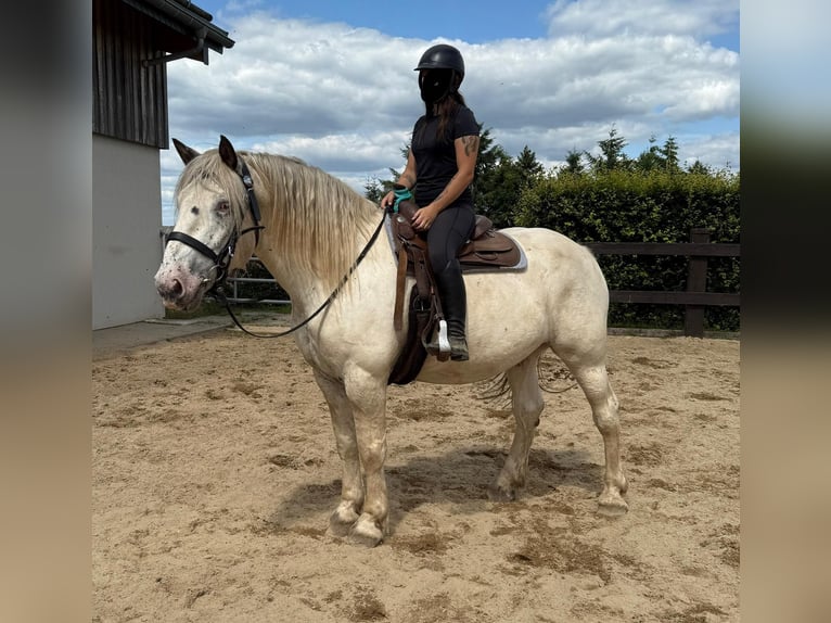 Noriker Ruin 6 Jaar 171 cm Schimmel in Daleiden