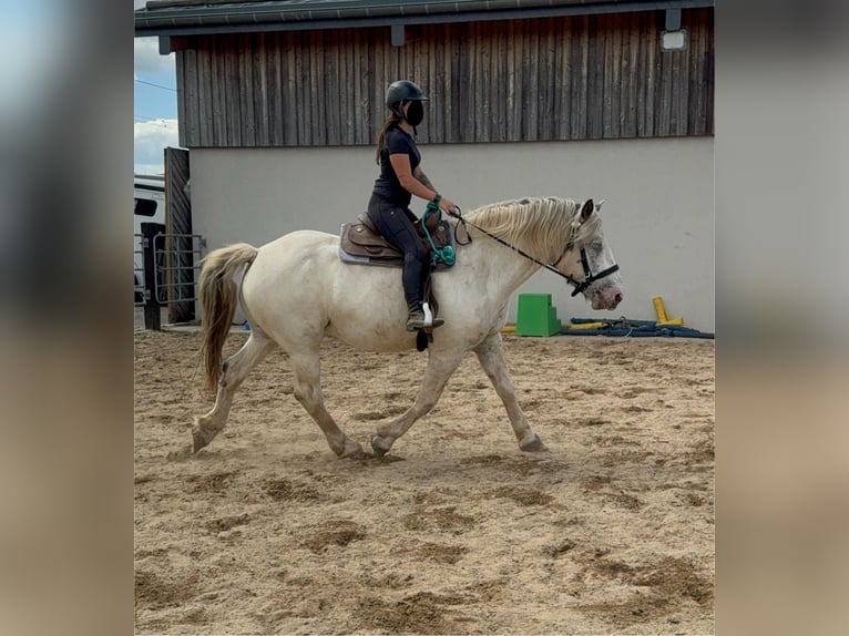 Noriker Ruin 6 Jaar 171 cm Schimmel in Daleiden