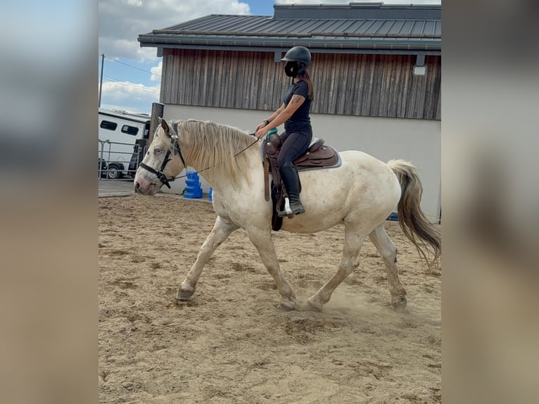 Noriker Ruin 6 Jaar 171 cm Schimmel in Daleiden