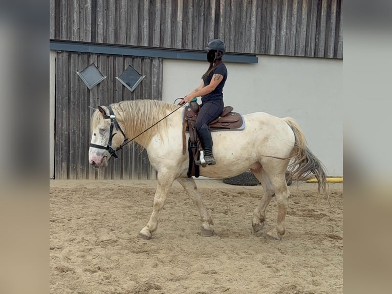Noriker Ruin 6 Jaar 171 cm Schimmel in Daleiden