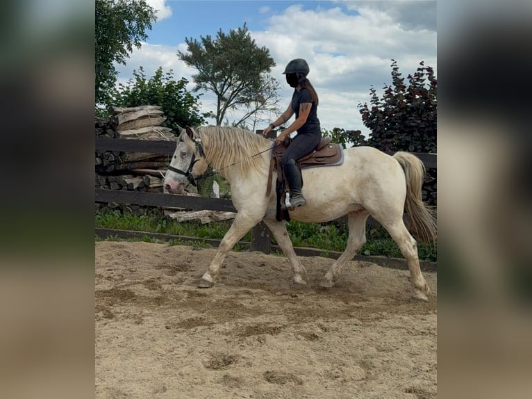 Noriker Ruin 6 Jaar 171 cm Schimmel in Daleiden