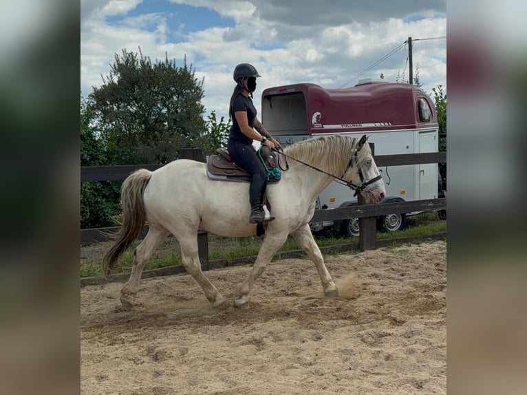 Noriker Ruin 6 Jaar 171 cm Schimmel in Daleiden