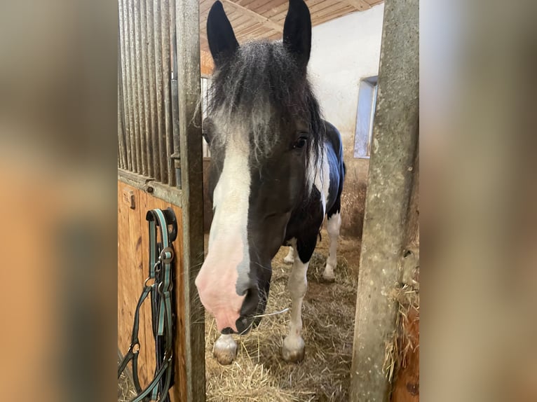 Noriker Ruin 7 Jaar 160 cm Gevlekt-paard in Kematen am Innbach