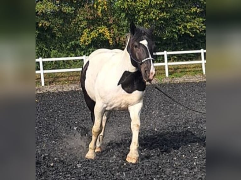 Noriker Ruin 7 Jaar 160 cm Gevlekt-paard in Welden