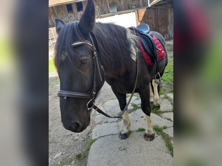 Noriker Ruin 7 Jaar 160 cm Gevlekt-paard in Zenting