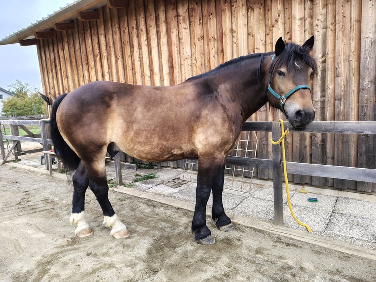 Noriker Ruin 7 Jaar 165 cm Donkerbruin in Bleiburg