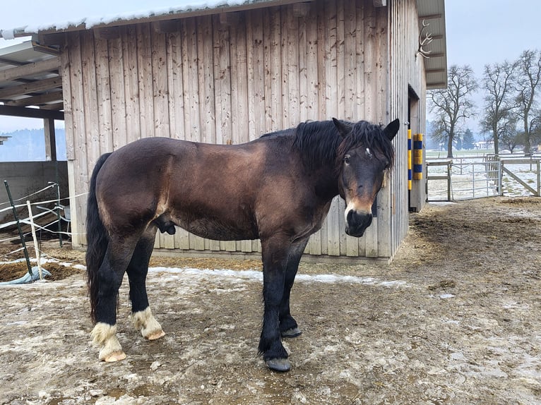 Noriker Ruin 7 Jaar 165 cm Donkerbruin in Bleiburg