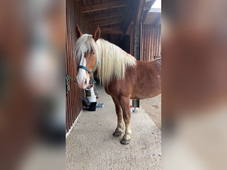 Noriker Ruin 7 Jaar 168 cm Donkere-vos in Pöchlarn