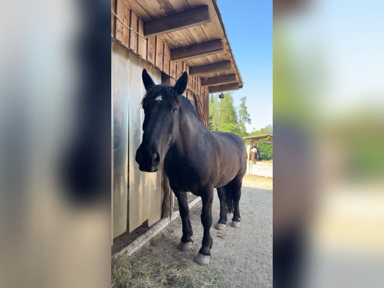 Noriker Ruin 7 Jaar 168 cm Zwart in Mariaposching