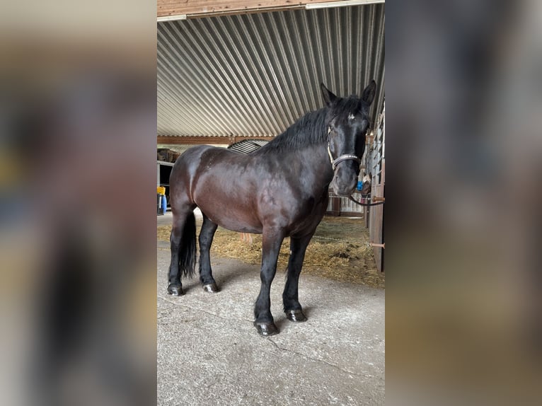 Noriker Ruin 7 Jaar 168 cm Zwart in Mariaposching