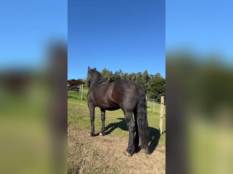 Noriker Ruin 7 Jaar 168 cm Zwart in Mariaposching