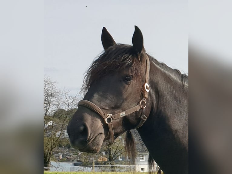 Noriker Ruin 7 Jaar 172 cm Zwart in Kürten